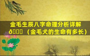 金毛生辰八字命理分析详解 🕊 （金毛犬的生命有多长）